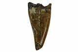 Juvenile Tyrannosaur Premax Tooth - Judith River Formation #129804-1